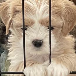 Lhasa Apso Puppies from Karen's Lhasa Apsos