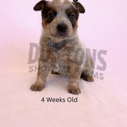 Flurry - Red speckled female Australian Cattle Dog puppy in Oronogo, Missouri from Dutton's Show Me Farms