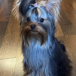 Coco - Yorkshire Terrier