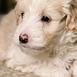 Assorted Doodle Crosses and Bernedoodles from Bernedoodle.do