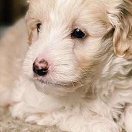 Assorted Doodle Crosses and Bernedoodles from Bernedoodle.do
