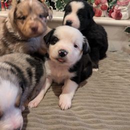 Australian Shepherd Puppies from Riley's Paw Pals