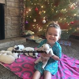 Australian Cattle Dog Puppies from Weleski Chocolate Heelers