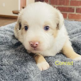 Conrad - Red merle Miniature Australian Shepherd puppy in Washington, Oklahoma from Okie Aussies