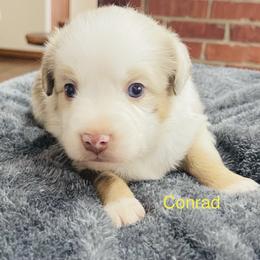 Conrad - Red merle Miniature Australian Shepherd puppy in Washington, Oklahoma from Okie Aussies