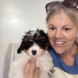 Brodie - Tri-color male Cavapoo puppy in Santaquin, Utah from Willow & Wag Farm