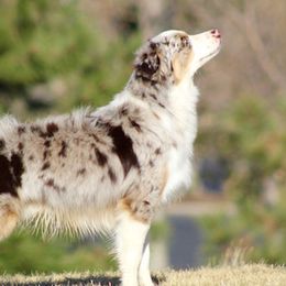 Winston - Australian Shepherd