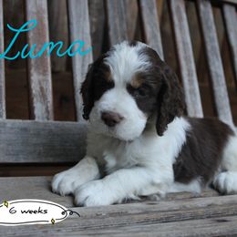 Luma - Liver white and tan female English Springer Spaniel puppy in Canyonville, Oregon from Enos Ranch Springer Spaniels