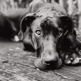 Great Dane Puppies from Dynamic Danes