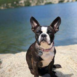 Deja - Boston Terrier