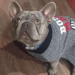 French Bulldogs from R & G French Bulldogs