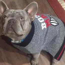French Bulldogs from R & G French Bulldogs