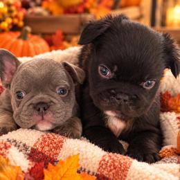 French Bulldog puppies from The Frenchie Ravine Connection LLC