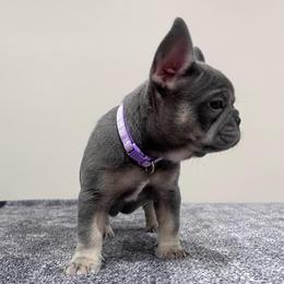Miami - Tricolors female French Bulldog puppy in Lynchburg, Ohio from Pennington Family Frenchies