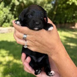 Lucy - Black female Cavapoo puppy in Yuciapa, California from AlltheDoodlez_