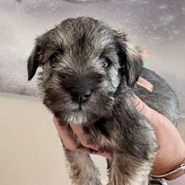 Elsa (pink ribbon) - Salt and pepper female Miniature Schnauzer puppy in Floyd, Virginia from Little River Puppies