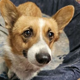 Daisy - Pembroke Welsh Corgi