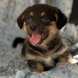 Zion - Black and tan male American Corgi puppy in Hope, Arkansas from Foxy Knoll Farm