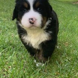 Bernese Mountain Dog Puppies from Bernese Mountain Dogs Pups European Bloodlines
