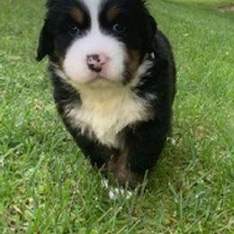 Bernese Mountain Dog Puppies from Bernese Mountain Dogs Pups European Bloodlines