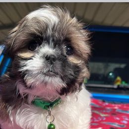 Boy 2 - Black gold and silver Shih Tzu puppy in Spartanburg, South Carolina from Vicky‘s precious paw’s
