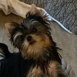 Yorkshire Terrier Puppies from Sassyville Yorkies