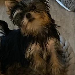 Yorkshire Terrier Puppies from Sassyville Yorkies