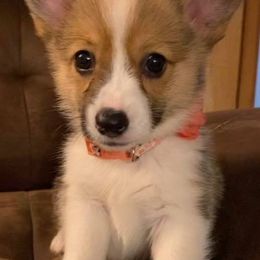 Pembroke Welsh Corgis from Sun Valley Kennels