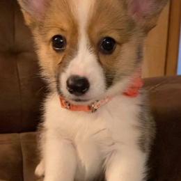 Pembroke Welsh Corgis from Sun Valley Kennels