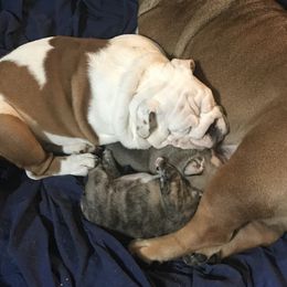 English Bulldog Puppies from Bullberry Farm