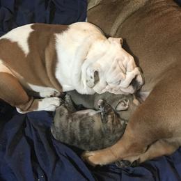 English Bulldog Puppies from Bullberry Farm