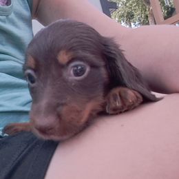 Dachshund Puppies from Apple Valley Dachshunds