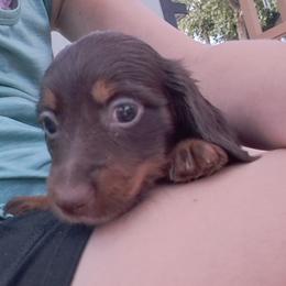 Dachshund Puppies from Apple Valley Dachshunds