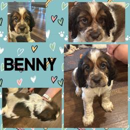 Benny (red collar) - Liver white and roan male English Springer Spaniel puppy in Sylvania, Georgia from Bay Branch Bunch English Springer Spaniels