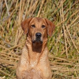 Graham - Labrador Retriever