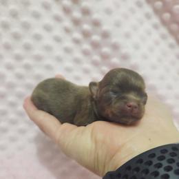Girl 3 - Chocolate and tan female Chihuahua puppy in Richmond, Virginia from Breens
