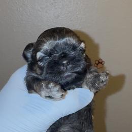 Rachel - Gold female Shih Tzu puppy in Madera Acres, California from California Shih Tzu’s