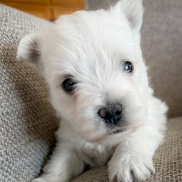 Chester - White male West Highland White Terrier puppy in Maryville, Missouri from The West Acres