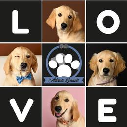 Golden Retriever Puppies from Ashrose Kennels