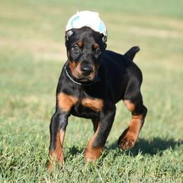 Hustler - Black and rust male Doberman Pinscher puppy in Overton, Texas from Obsidian Kennel