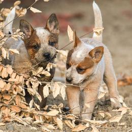 Australian Cattle Dog puppies from Cobalt Kennels
