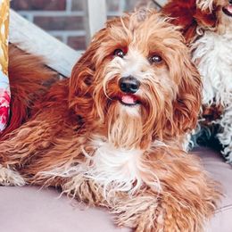 Paddington - Goldendoodle