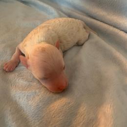 Scooter - Parti male Goldendoodle puppy in Haddam, Kansas from Golden B Acres
