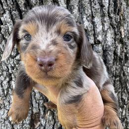 Willie - Dapple male Dachshund puppy in Bentonville, Arkansas from Boujee Buns Dachshunds