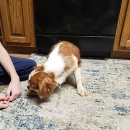 Spot - Cavalier King Charles Spaniel