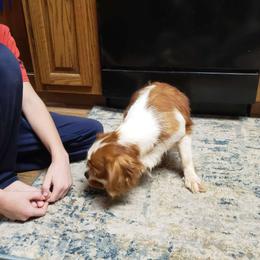 Spot - Cavalier King Charles Spaniel