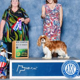 Lesi - Cavalier King Charles Spaniel