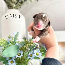 Girl 1 - Chocolate female Australian Labradoodle puppy in Palmdale, California from Heavenly Doodles