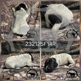 Girl 232125F14R - Black roan female German Shorthaired Pointer puppy in Moyie Springs, Idaho from Wier Farms GSP