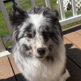 Shetland Sheepdog puppies from Triumph Shelties